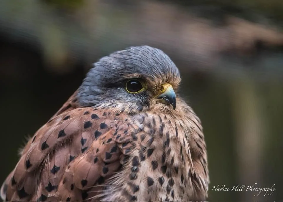 Meet the Majestic Kestrel