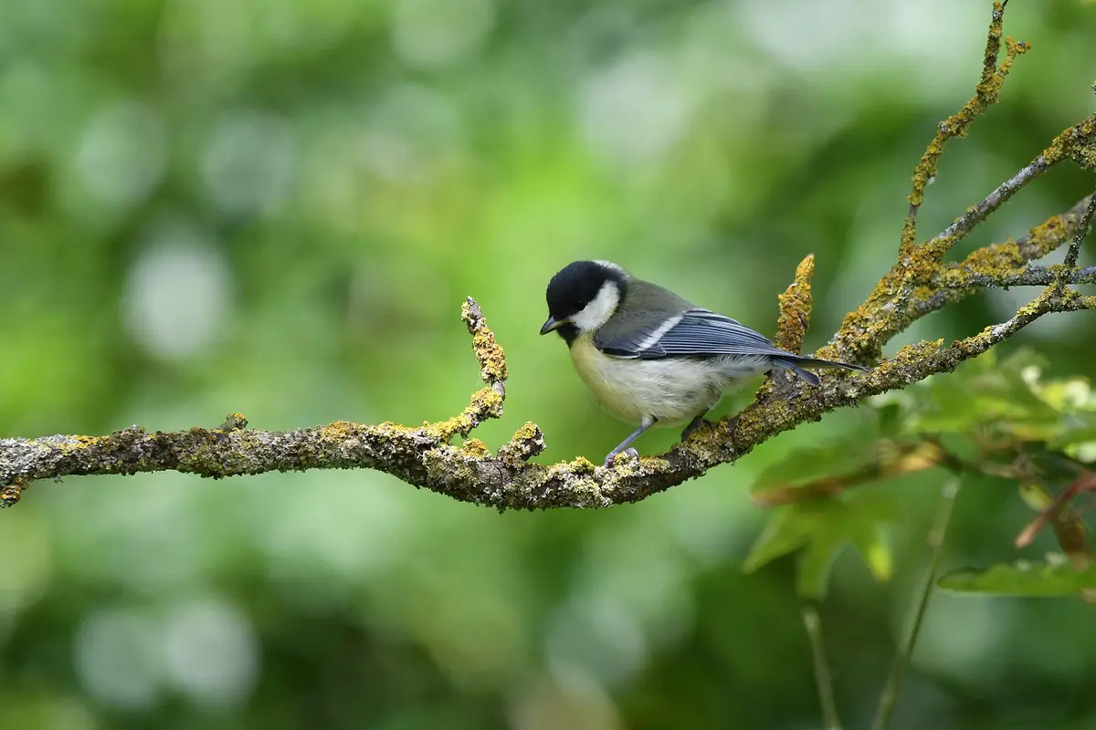 A small bird with a black cap, white cheeks, and yellow underbelly perches on a mossy tree branch against a blurred green…