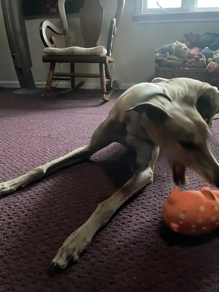 The adorable intermission dog steals the show