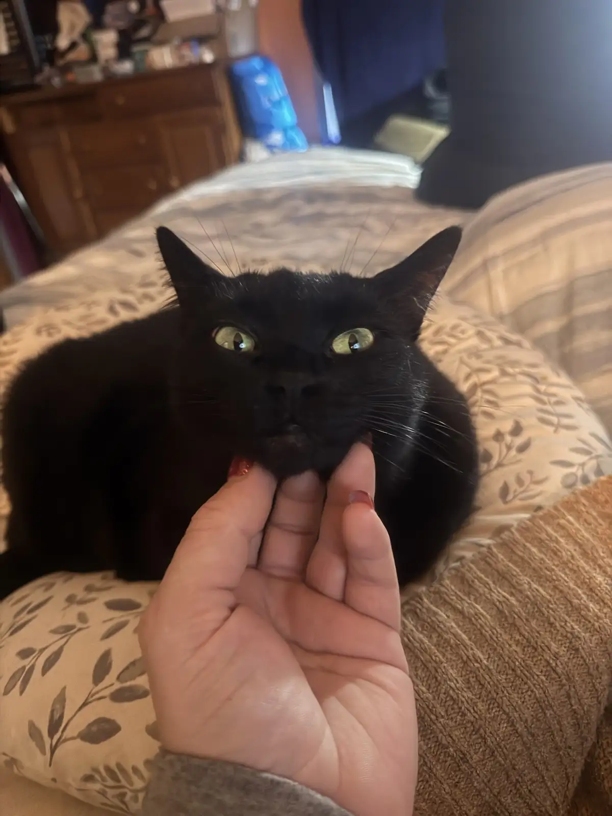 A black cat with wide, green eyes stares directly at the camera while a person's hand gently holds its chin. The cat is…