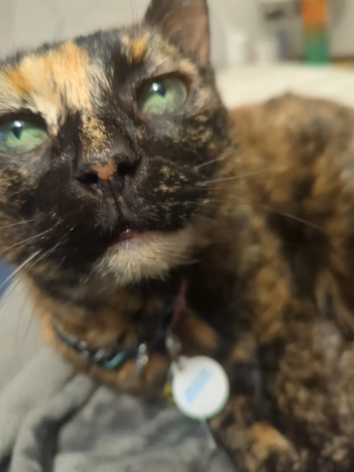 A close-up photo of a tortoiseshell cat with green eyes and a slightly open mouth, looking directly at the camera. The cat…