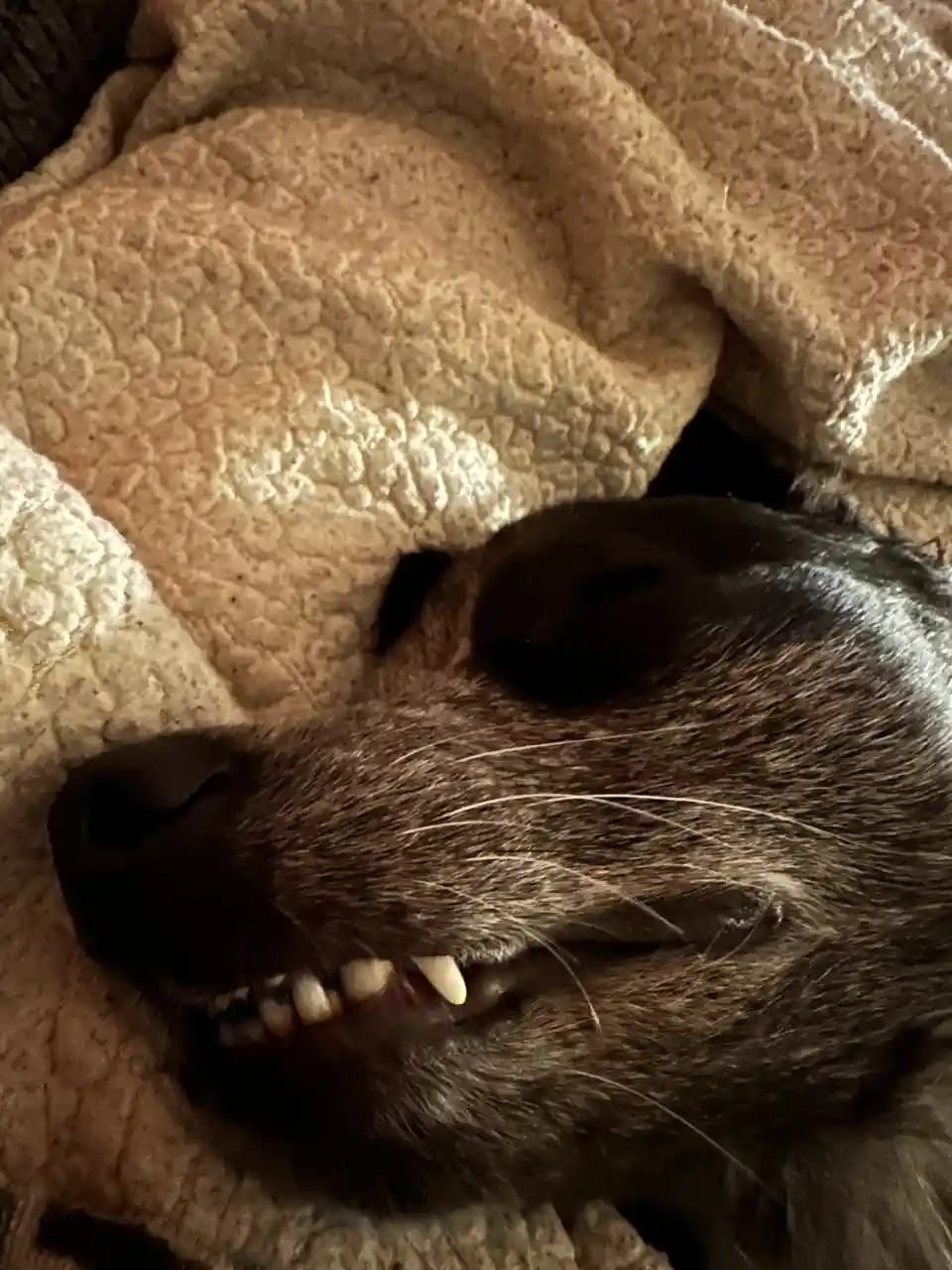 A close-up photo of a sleeping dog's face, partially covered by a textured beige blanket, with its mouth slightly open…
