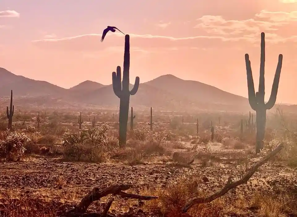 A desert landscape at sunset with saguaro cacti, distant mountains, and a bird flying near one cactus. The image has…