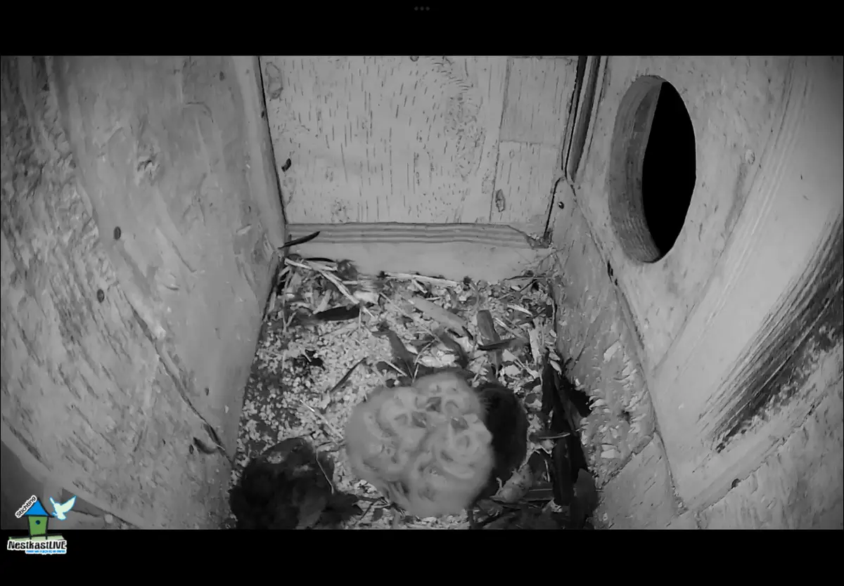 A black-and-white night-vision image from inside a wooden birdhouse shows several fluffy baby birds huddled together in a…