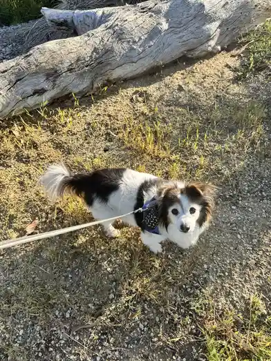 Daily dose of cuteness: Meet my dog Panko