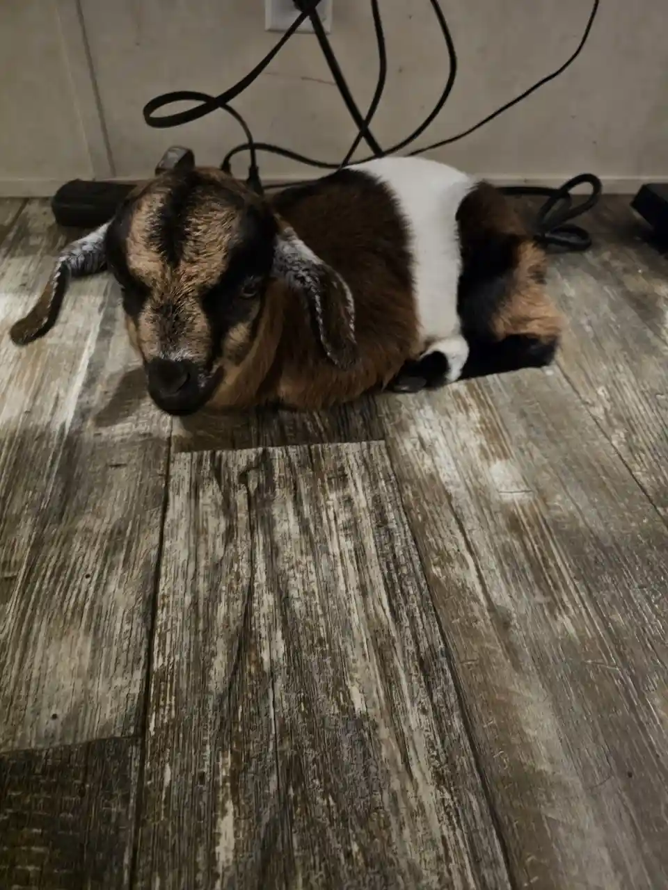 A small brown and white goat lies curled up on a wooden floor, looking directly at the camera with a calm, slightly sleepy…