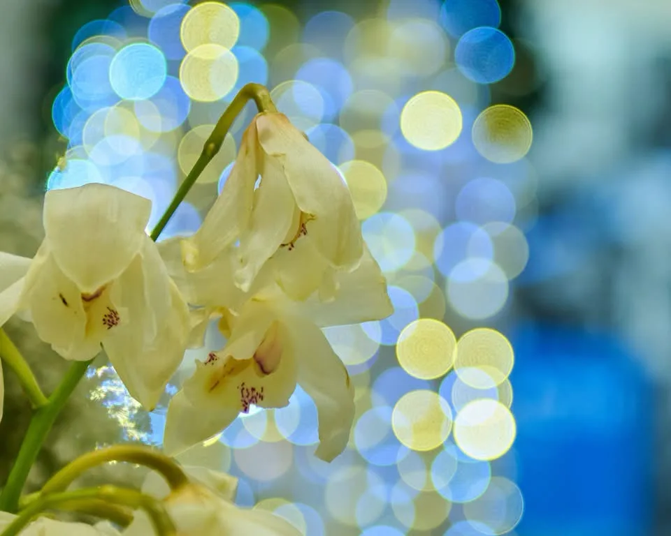 A close-up photograph of pale yellow orchid flowers with green stems, set against a blurred background of blue and yellow…