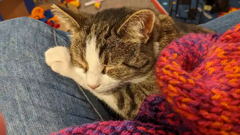 A tabby and white cat is sleeping peacefully with its eyes closed, curled up on a person's denim-clad lap. A colorful…