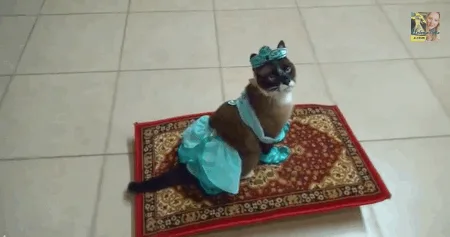 A siamese cat wearing a light blue dress and a matching headpiece sits regally on a red and gold patterned rug. The cat is…