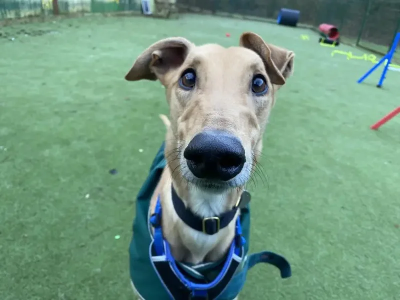 A close-up photo of a tan dog with large, expressive eyes looking directly at the camera, wearing a green vest and blue…