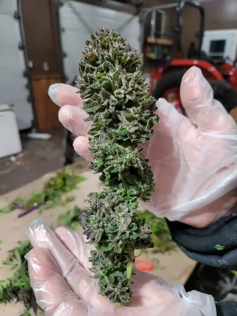 A person wearing clear plastic gloves holds up a large, dense, green cannabis bud covered in white trichomes, showcasing it…