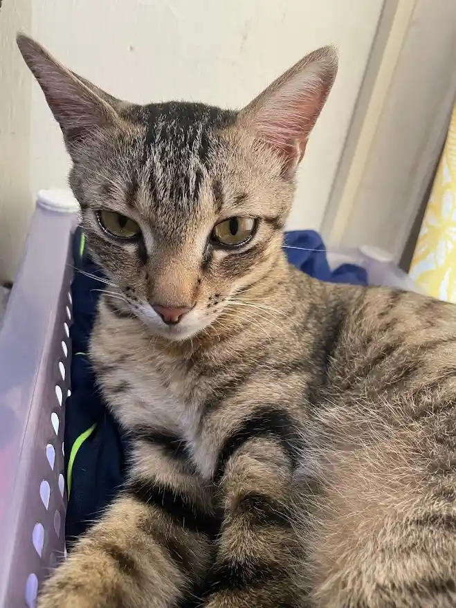 A close-up photo of a tabby cat with green eyes and striped fur, looking directly at the camera with a slightly unimpressed…