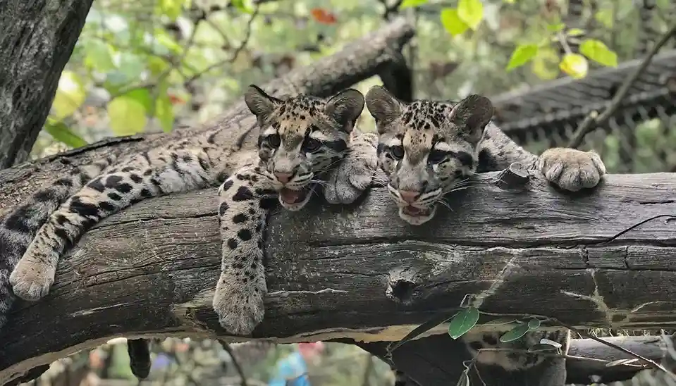 Two clouded leopard cubs are lounging on a thick tree branch, both with their mouths slightly open and looking directly at…