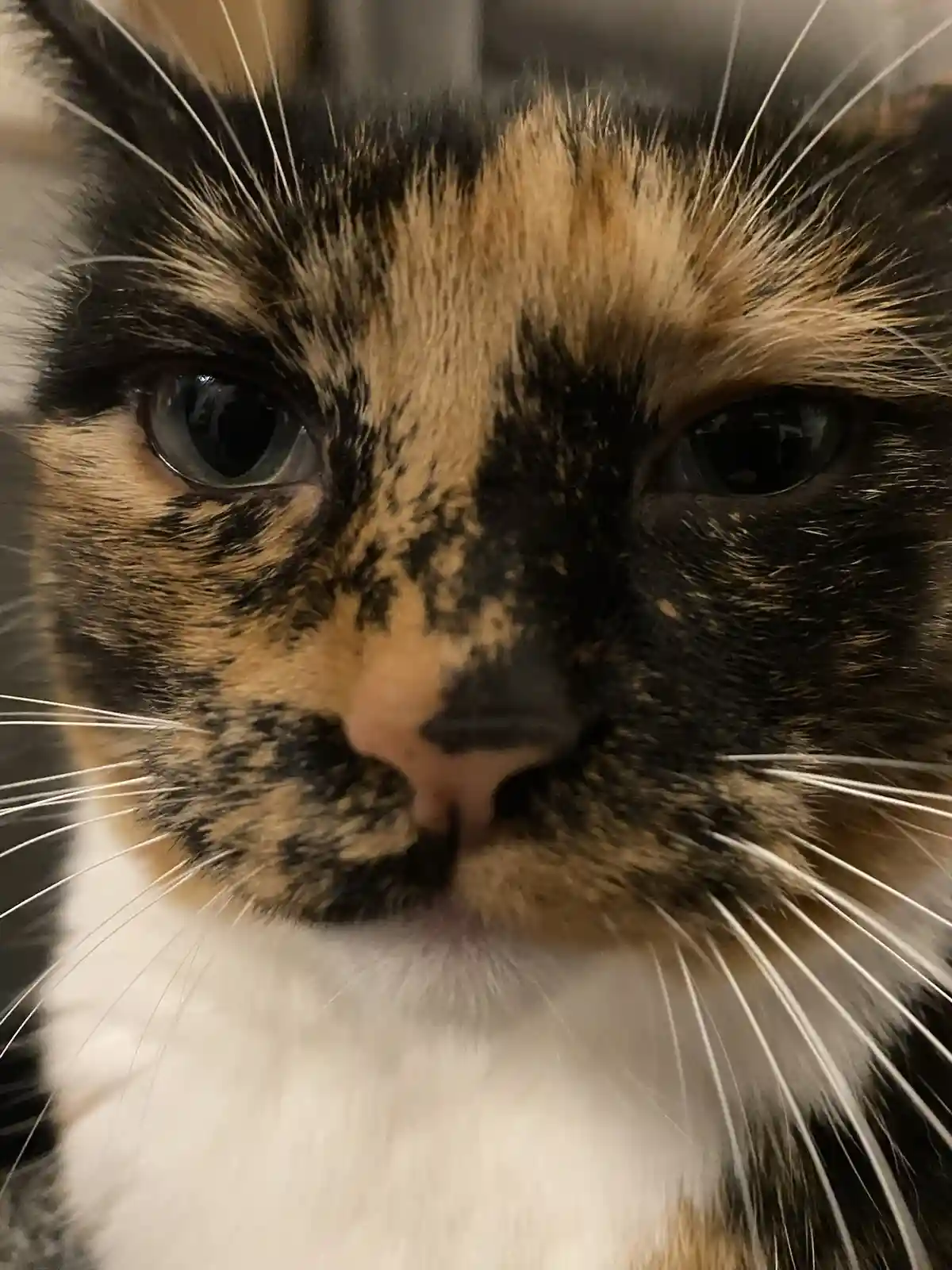 A close-up photo of a calico cat with black, orange, and white fur, staring directly at the camera with a serious…