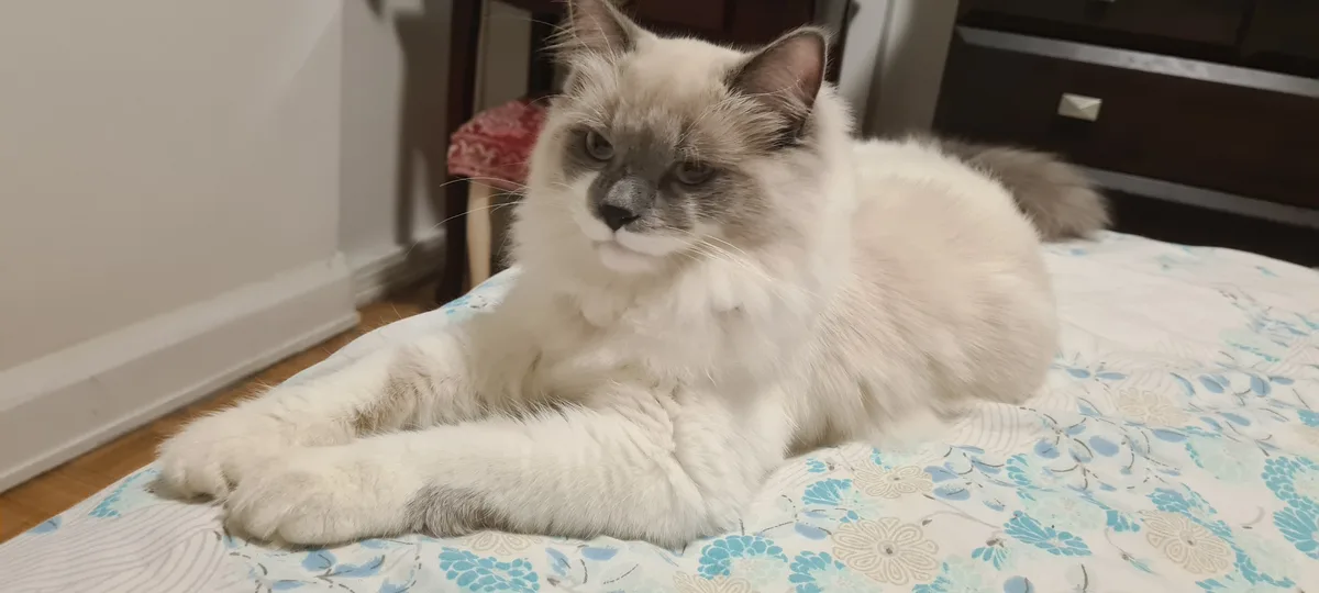 A fluffy, long-haired cat with a cream-colored body and darker grey face and ears is lying on a blue and white…