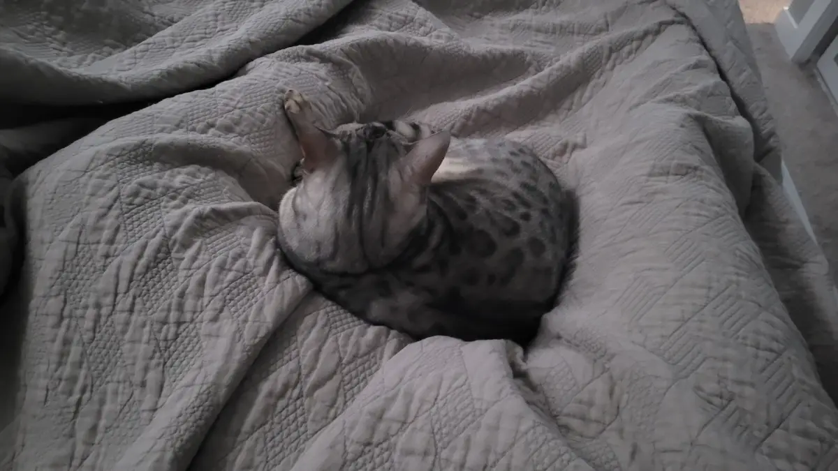 A gray tabby cat with dark spots is curled up and sleeping on a gray quilted blanket. The cat's back is to the camera, and…