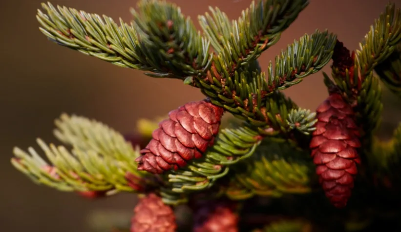 One Pinecone a Day Keeps the Boredom Away