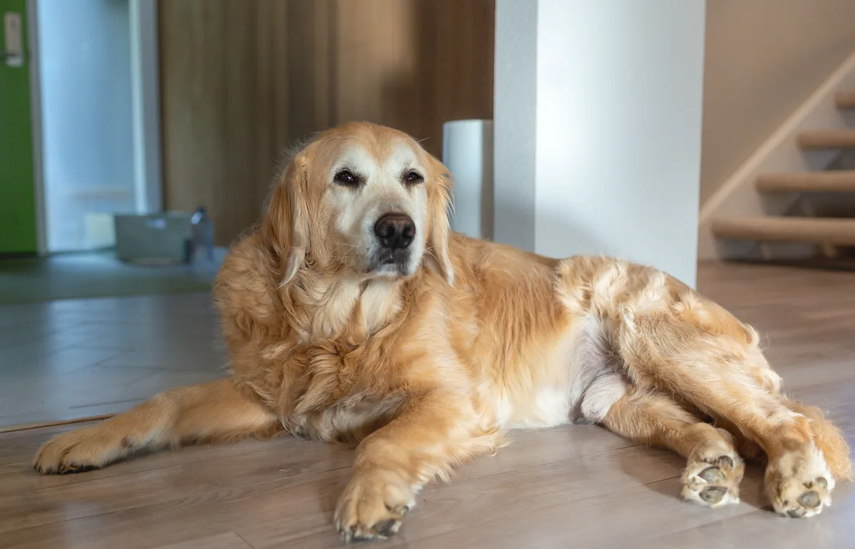 A golden retriever lies relaxed on a wooden floor indoors, looking directly at the camera with a calm, slightly weary…