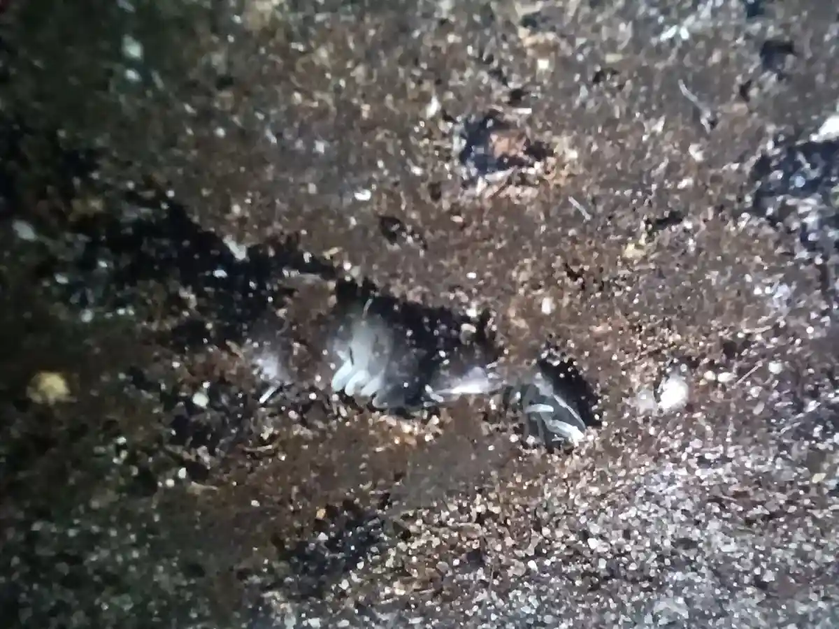 A close-up photo shows two small, white, furry creatures partially buried in dark, gritty soil. One appears to be a mouse…