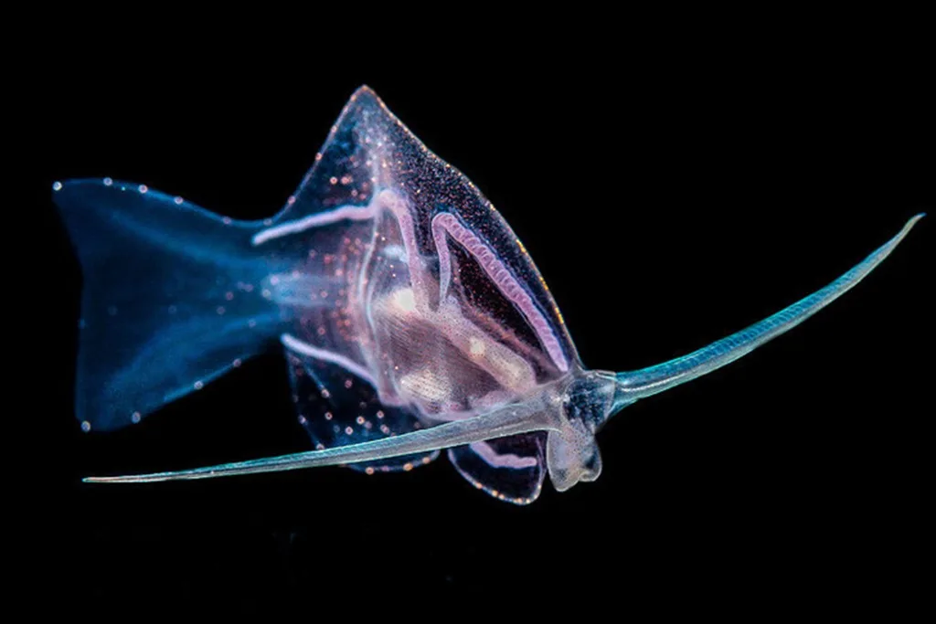A translucent, winged fish-like creature with visible internal organs and long, thin appendages swims against a black…