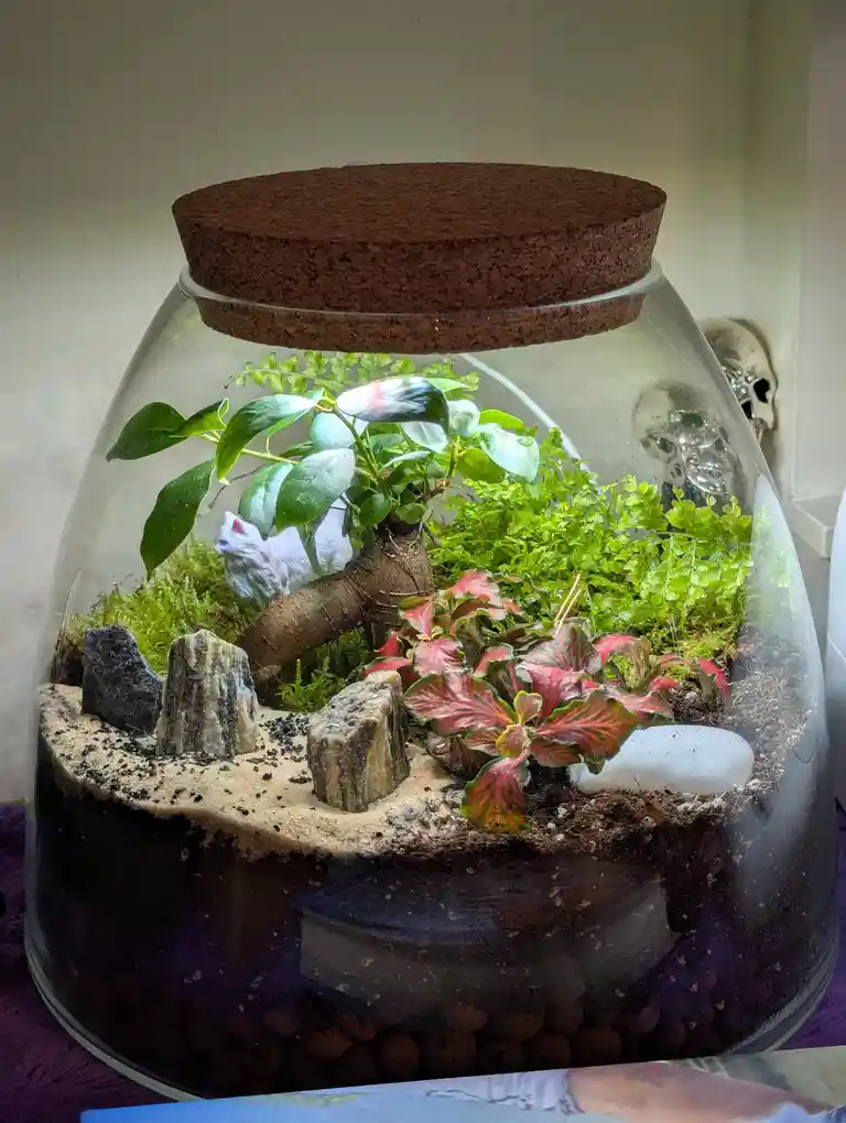 A glass jar terrarium with a cork lid contains soil, moss, various green and red-veined plants, small decorative rocks, and…