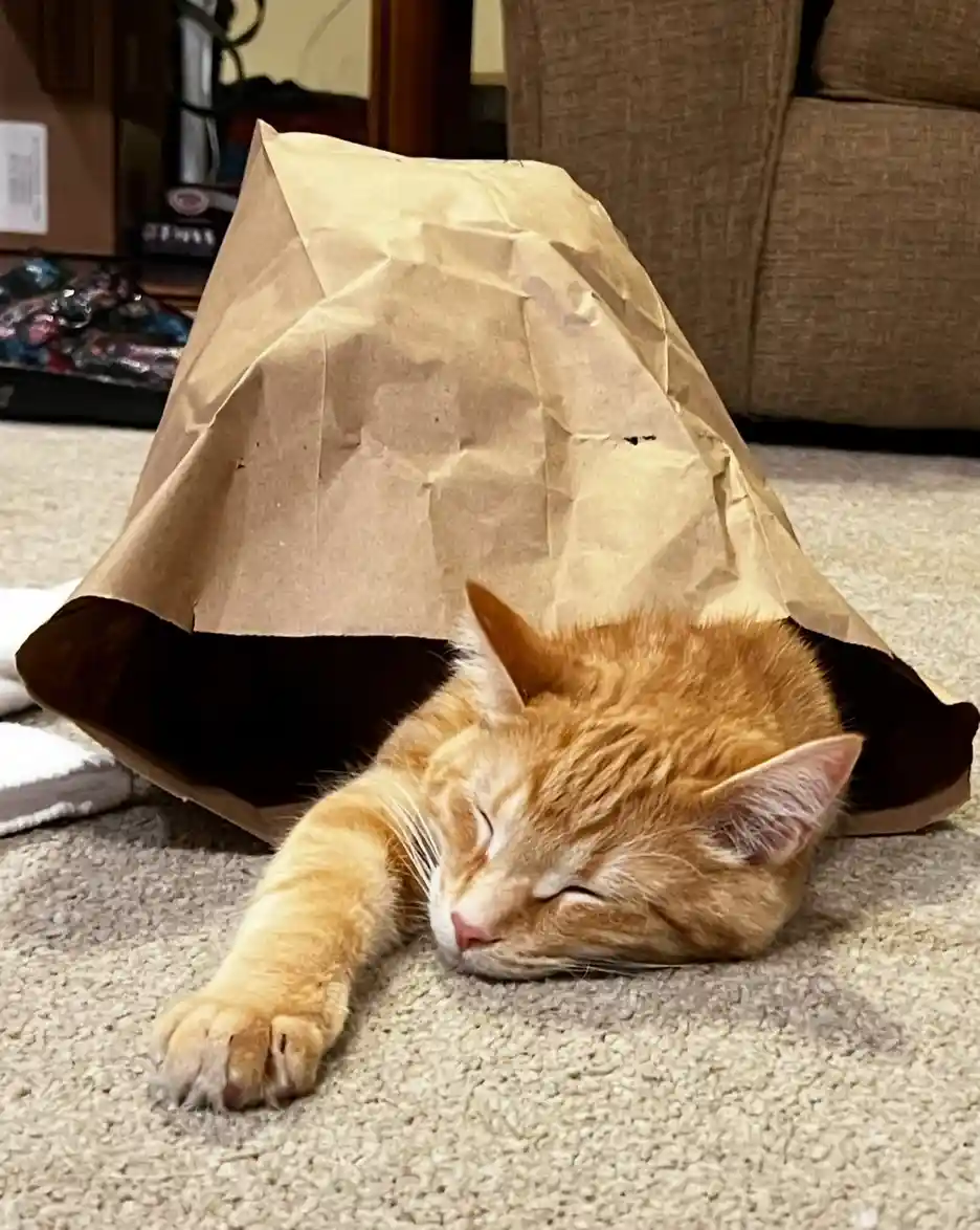 An orange tabby cat is sleeping peacefully on a carpet with its head and upper body covered by a brown paper bag, its eyes…