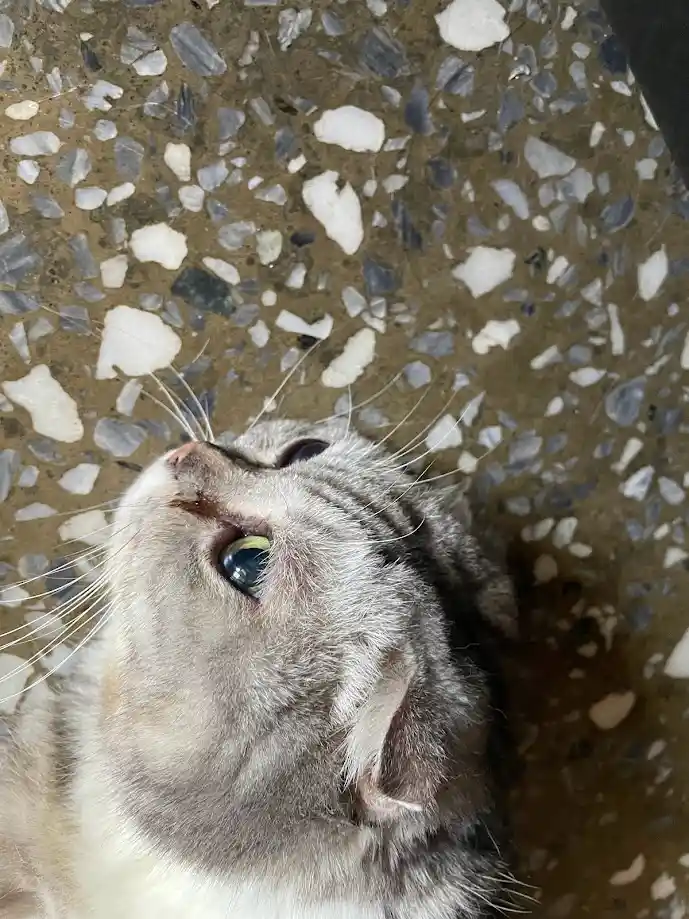 A close-up photo of a gray tabby cat looking upward with wide, expressive eyes, its face slightly tilted. The cat is lying…