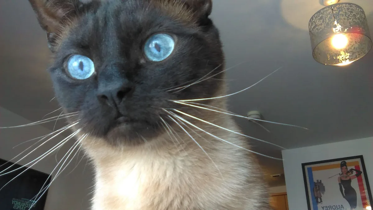 A close-up photo of a dark-furred cat with striking blue eyes and long white whiskers, looking directly at the camera with a…