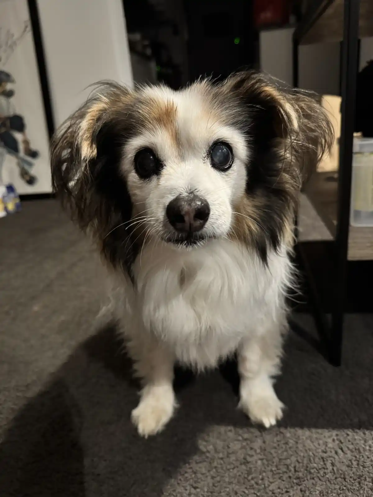 A small, fluffy dog with large, expressive eyes and floppy ears sits on a carpeted floor, looking directly at the camera…