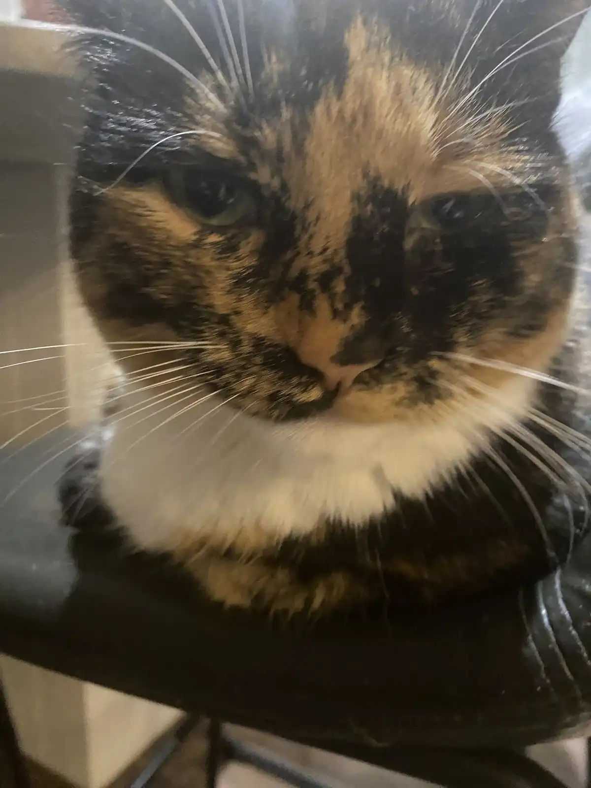 A close-up photo of a calico cat with black, orange, and white fur, looking directly at the camera with a bored or…