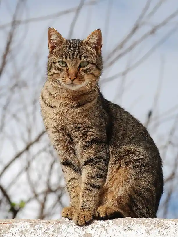 A tabby cat with green eyes sits upright on a weathered stone ledge, looking directly at the camera with a serious, stoic…