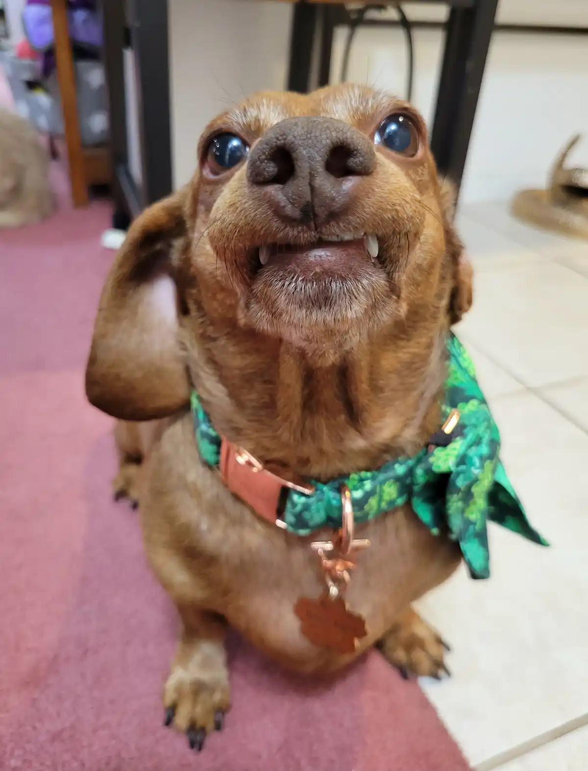 A close-up photo of a brown dachshund looking up with wide, expressive eyes and its mouth slightly open, revealing teeth…