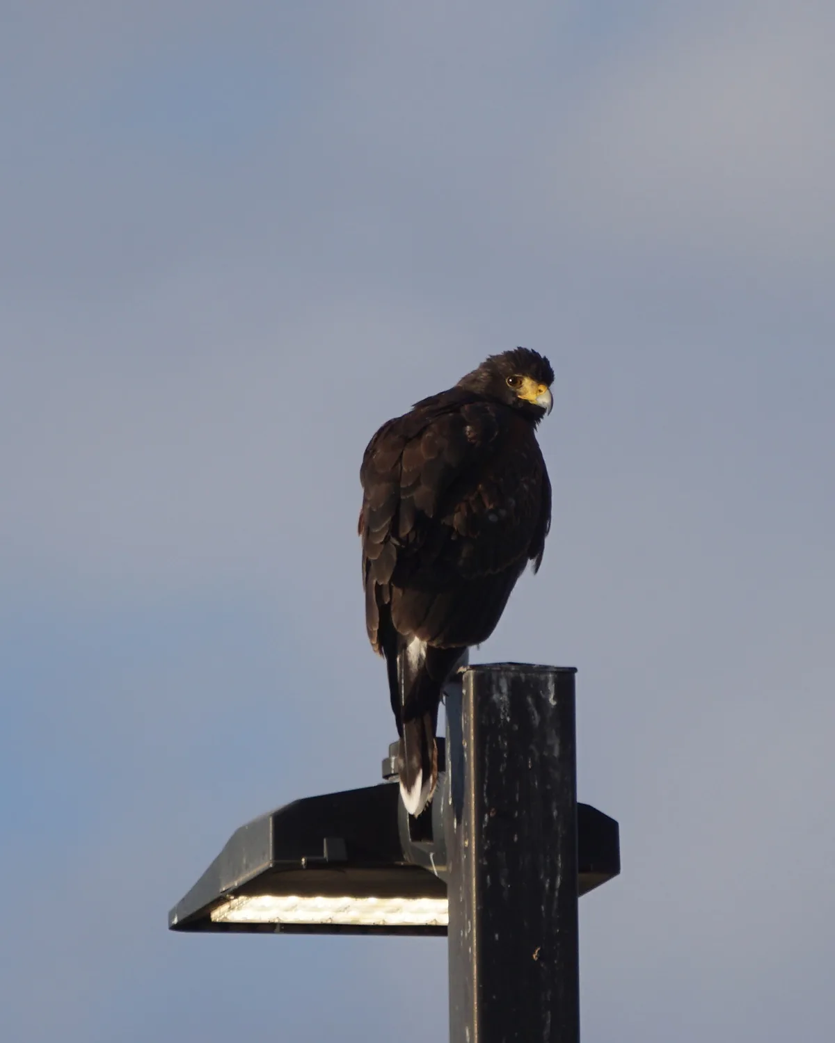 A dark-feathered bird of prey, likely a hawk or eagle, perches atop a black streetlight against a pale blue sky. The bird…