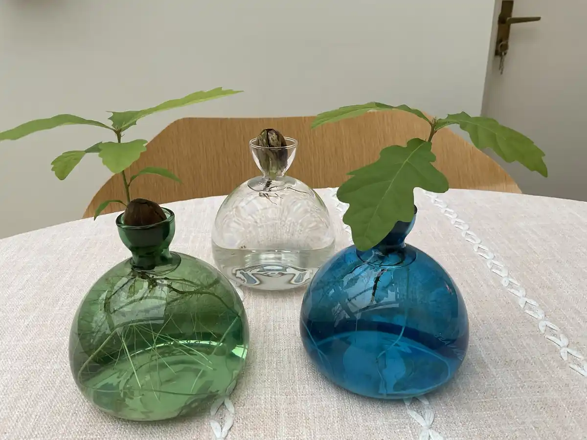 Three glass bottles, one green, one clear, one blue, sit on a white tablecloth with visible roots and small oak saplings…
