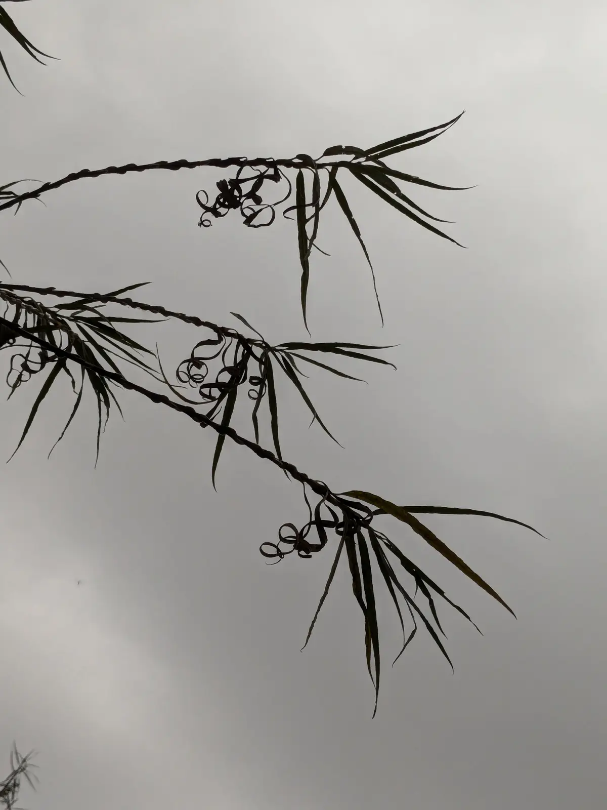 A low-angle shot of dark, silhouetted tree branches against a gray, overcast sky, with curled, dried leaves and seed pods…
