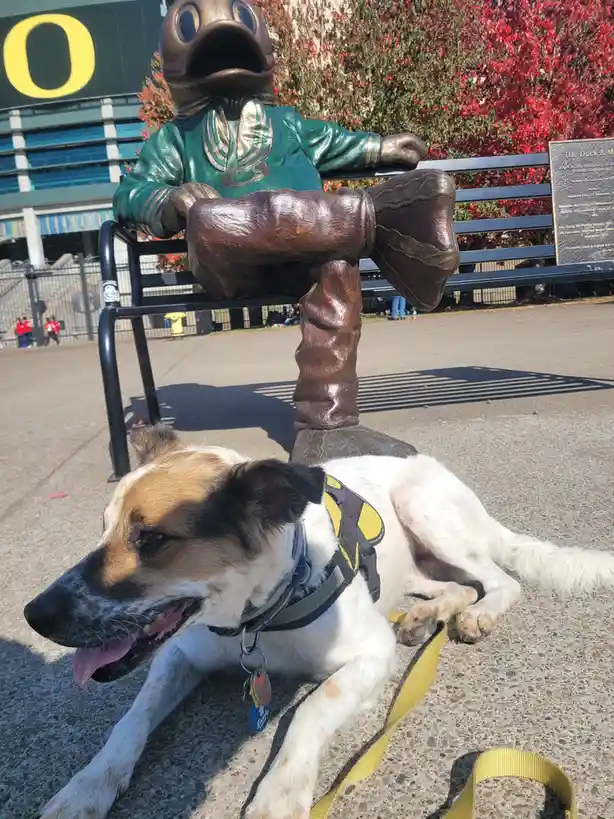 A bronze statue of the Oregon Ducks mascot, 'The Duck,' sits on a bench with one leg crossed, while a real dog wearing a…