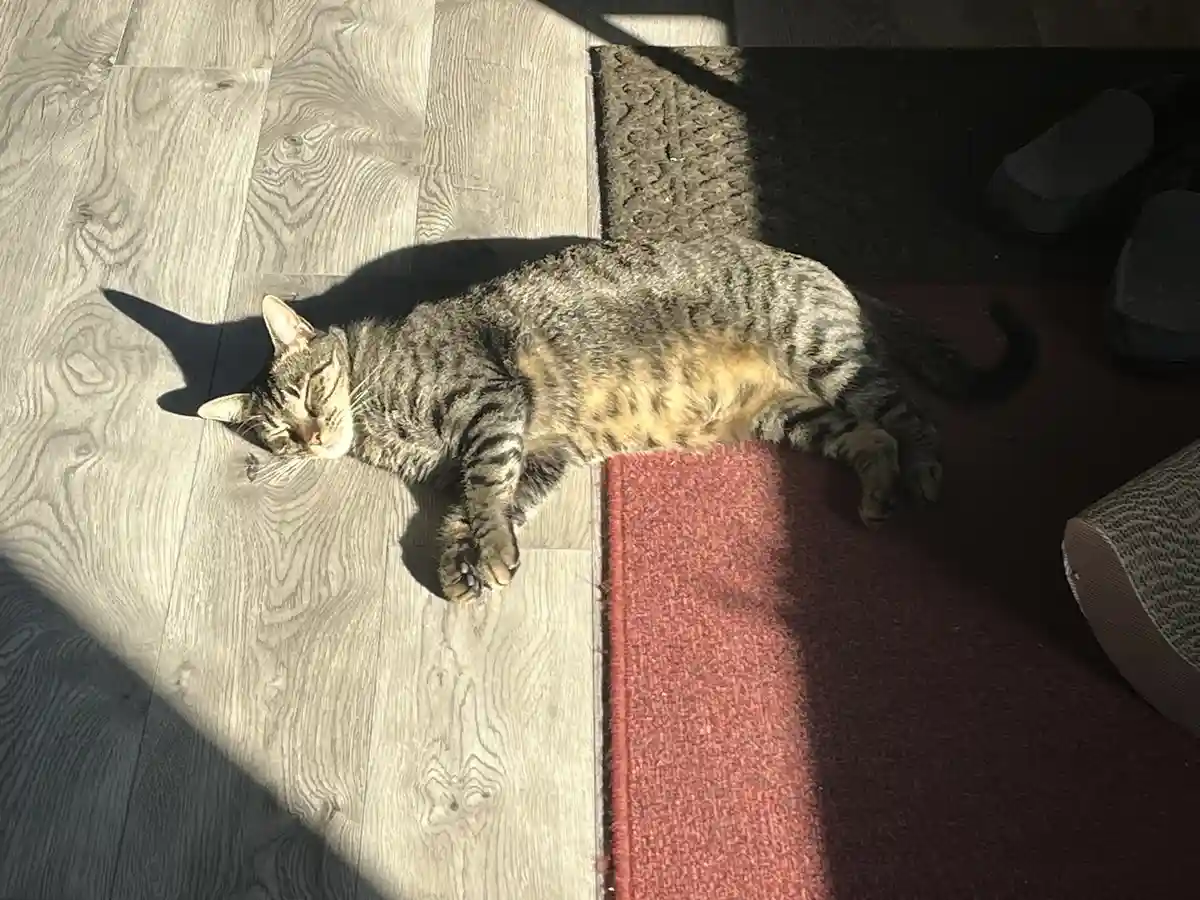 A tabby cat is lying on its side on a light wood floor, basking in a patch of sunlight, with its eyes closed and paws…