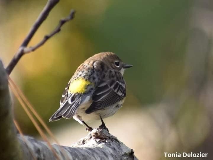 A small bird with brown, white, and black feathers and a bright yellow patch on its side perches on a tree branch. The image…