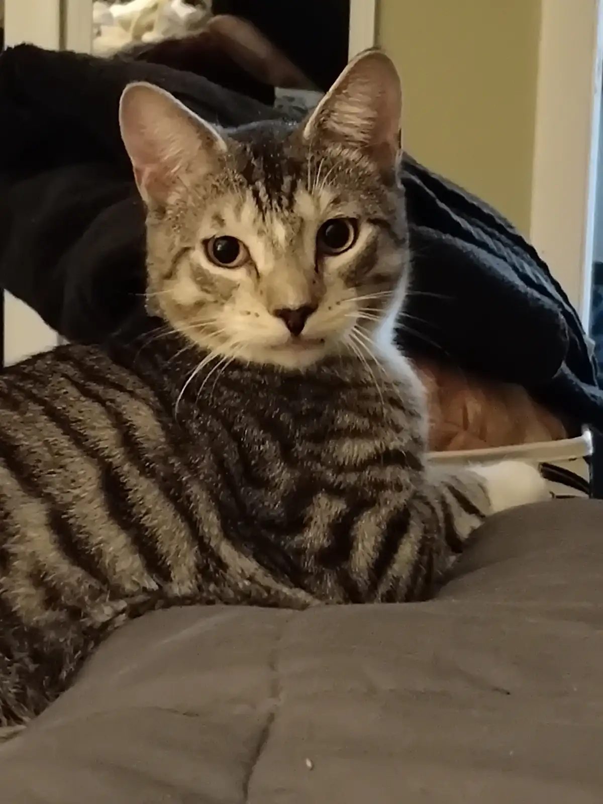 A tabby cat with dark stripes and a white muzzle stares directly at the camera with wide, unblinking eyes while lying on a…