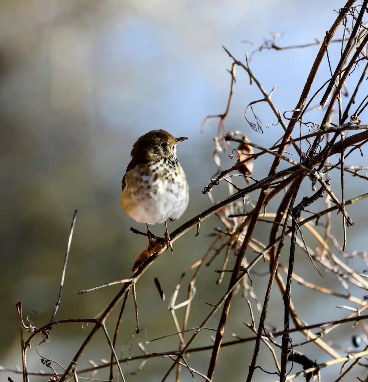 A small brown and white bird with a speckled chest perches on a bare, tangled branch against a blurred natural background…