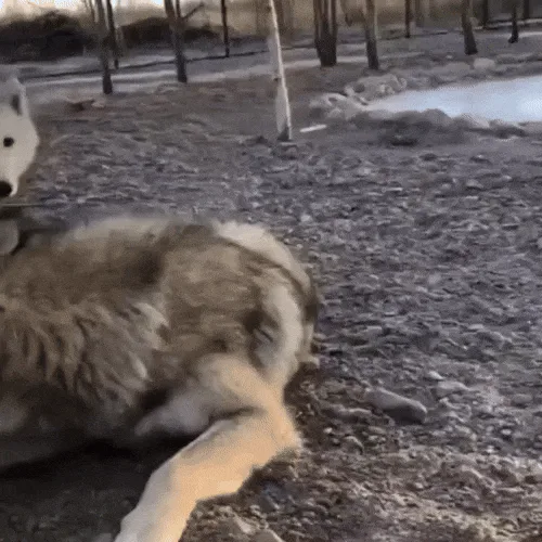 A six-panel image sequence shows two wolves play-fighting on gravel ground near a pond. One wolf, lighter in color…