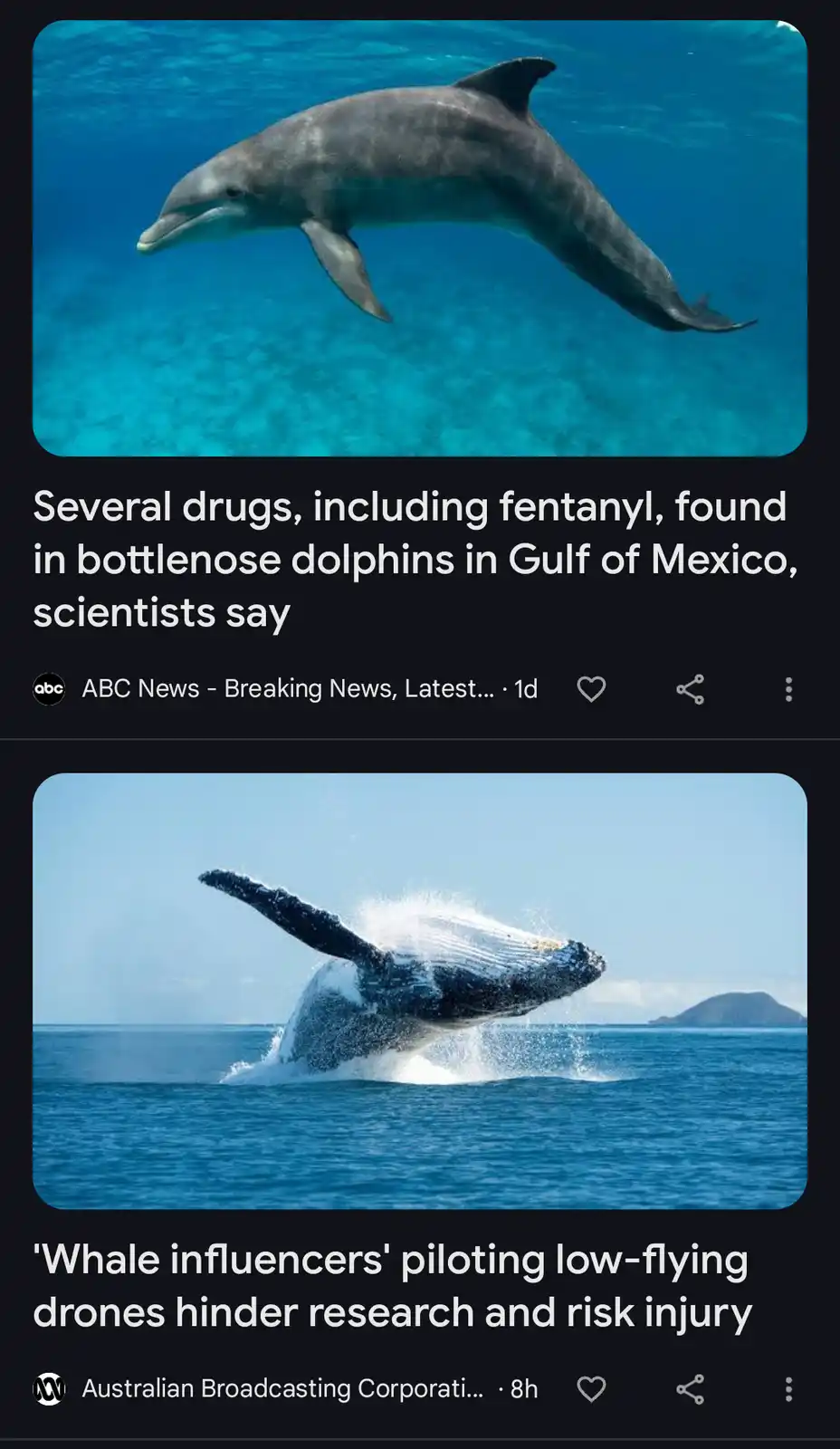 What on Earth is Happening with Cetaceans?