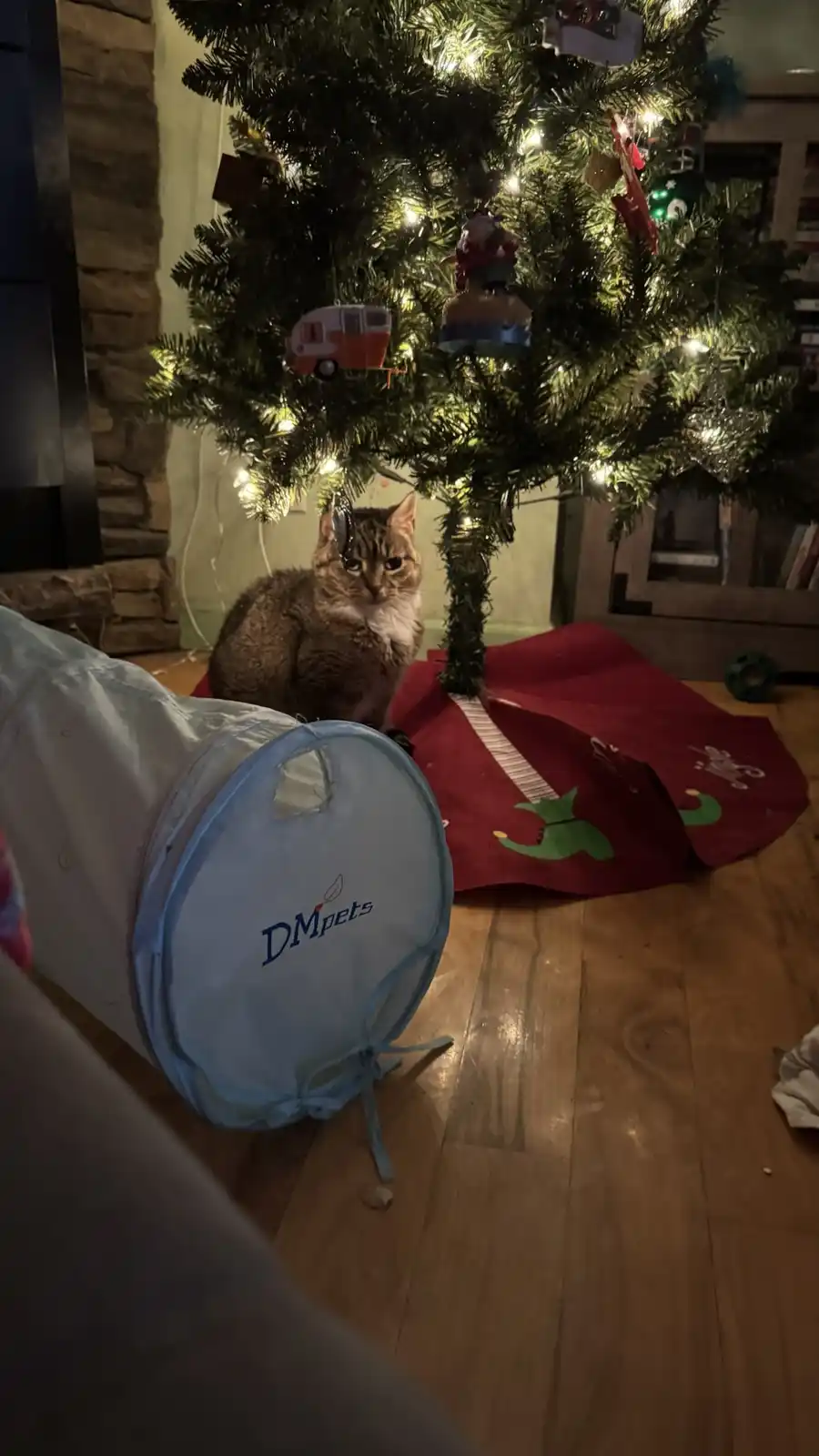 A tabby cat with a white chest sits calmly under a decorated Christmas tree with lights and ornaments, looking directly at…