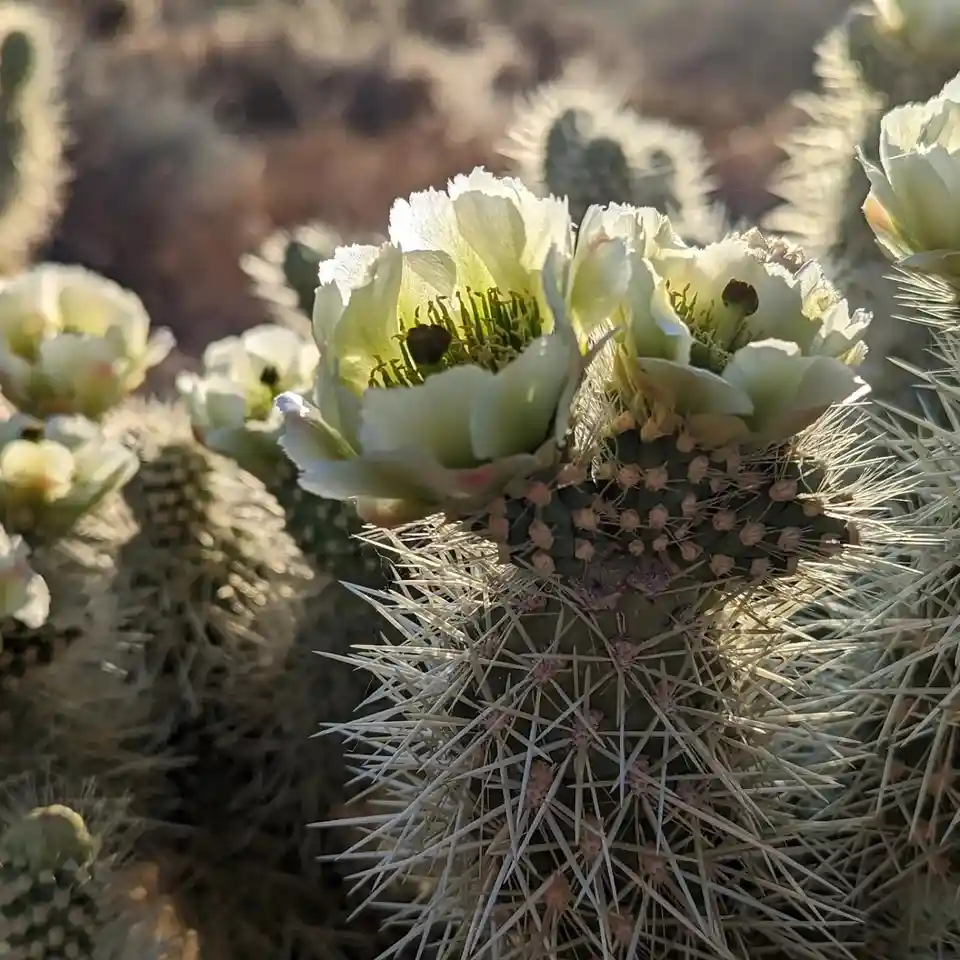 A close-up photo of a spiky cactus with several pale, open flowers blooming on top, set against a blurred desert background…