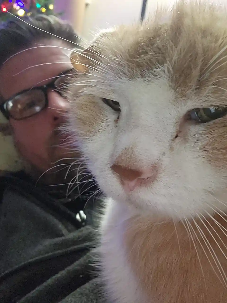 A close-up selfie shows a ginger and white cat with a very human-like facial expression, its eyes half-lidded and looking…