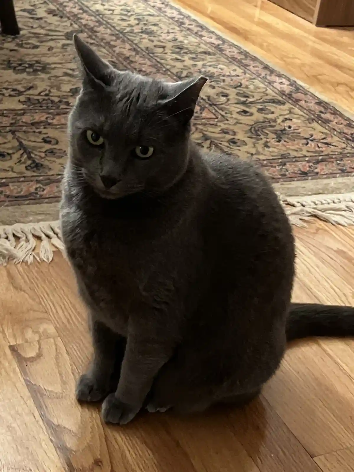 A gray cat with yellow eyes sits upright on a wooden floor, partially on a patterned rug, looking directly at the camera…