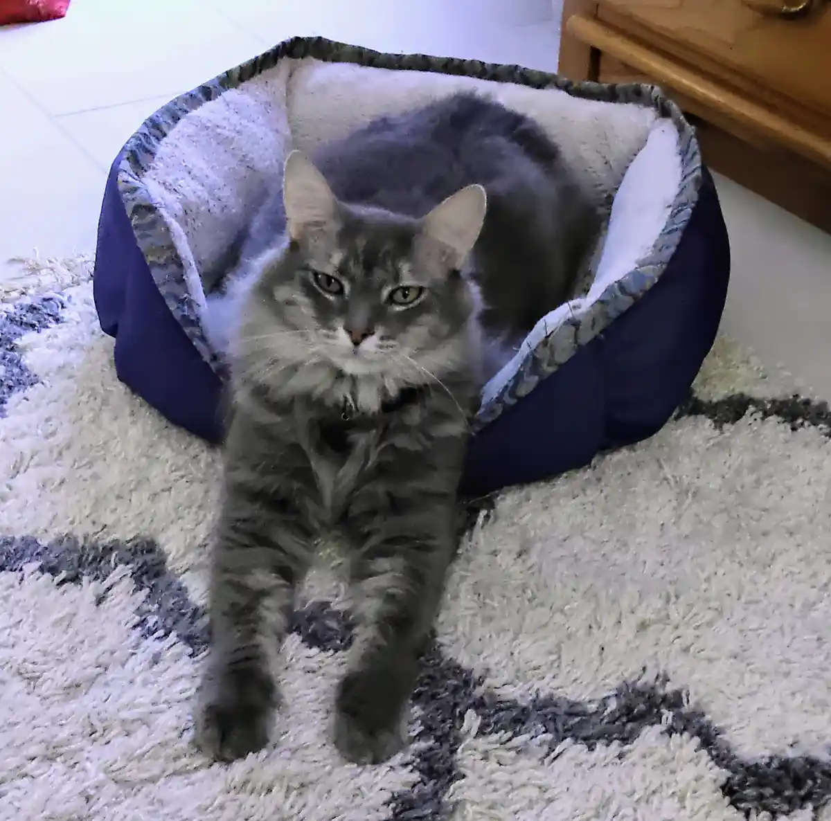 A long-haired gray tabby cat sits in a blue pet bed placed on a shaggy white and gray rug, looking directly at the camera…