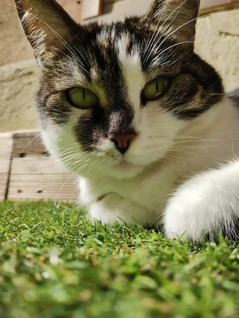 A close-up of a calico cat with green eyes and white and dark fur lying on green grass, looking directly at the camera with…