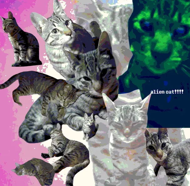 A collage of multiple tabby cats in various poses and sizes, with one cat on the right heavily saturated in green and…