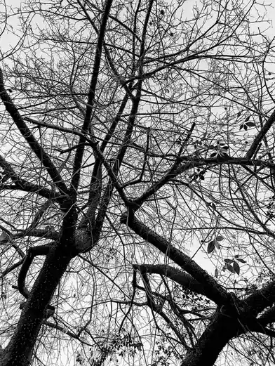 A black-and-white photo shows a dense, tangled network of bare tree branches against a pale sky, with a few sparse leaves…